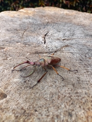 Sphaenognathus feisthamelii