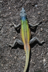 Platysaurus intermedius rhodesianus