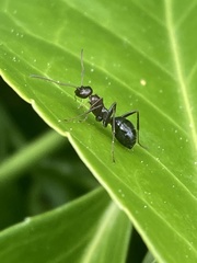 Formica pallidefulva