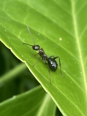 Formica pallidefulva