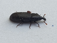 Cossonus cylindricus