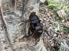 Trypoxylus dichotomus tsunobosonis