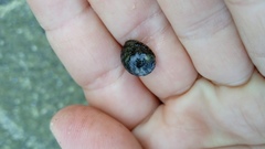 Nerita funiculata