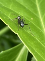 Formica pallidefulva