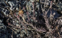 Castilleja cinerea