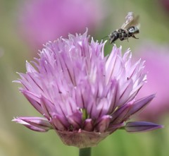 Protosmia rubifloris