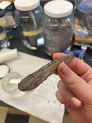 Noturus leptacanthus