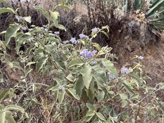 Solanum lanceolatum