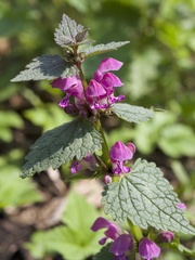 Lamium maculatum