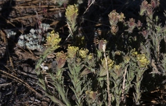 Castilleja cinerea
