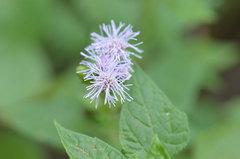 Tamaulipa azurea