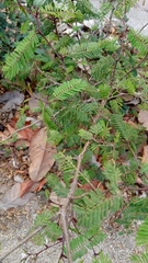 Vachellia campechiana