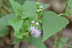 Tamaulipa azurea