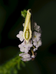 Earias vittella
