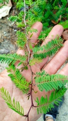 Vachellia campechiana