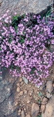 Saponaria
