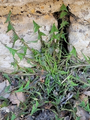 Taraxacum officinale