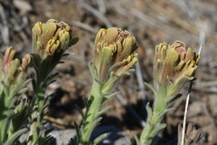 Castilleja cinerea