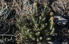 Castilleja cinerea