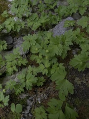 Adoxa moschatellina