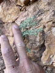 Woodsiaceae