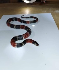 Erythrolamprus mimus