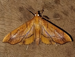 Anarmodia