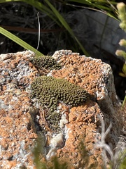 Hypodontium