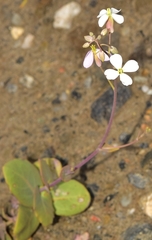 Moricandia foetida