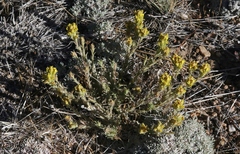 Castilleja cinerea