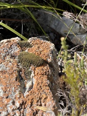 Hypodontium