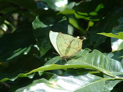 Zaretis callidryas