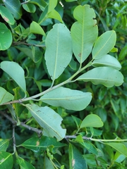 Erythroxylum argentinum