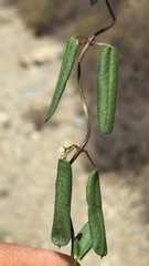 Metastelma californicum