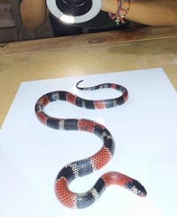 Erythrolamprus mimus