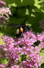 Bombus pensylvanicus