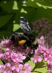 Bombus pensylvanicus