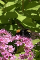 Bombus pensylvanicus