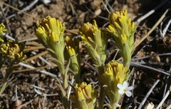 Castilleja cinerea