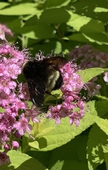 Bombus pensylvanicus