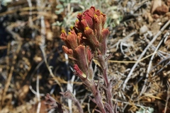 Castilleja cinerea