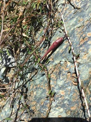 Metastelma californicum