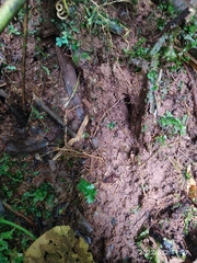 Tapirus terrestris