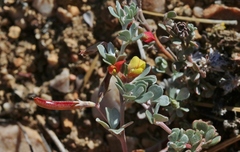 Acmispon argyraeus