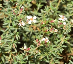 Frankenia pulverulenta