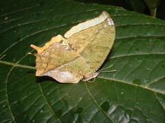 Zaretis callidryas