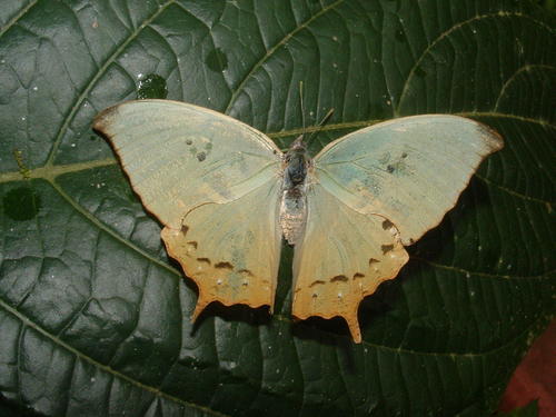 Zaretis callidryas