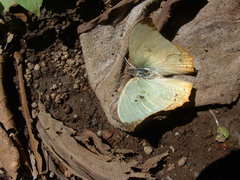 Zaretis callidryas