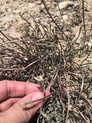 Acleisanthes longiflora