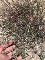 Acleisanthes longiflora